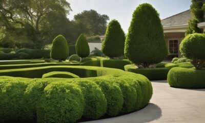 thriving boxwoods for sunny spots