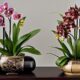 top pots for cymbidiums