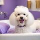 luxury dog grooming in martinsville