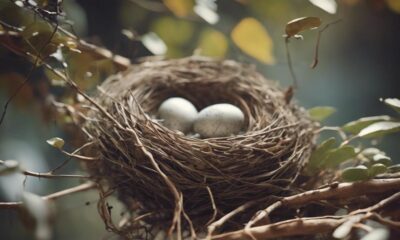 build a bird s nest