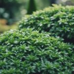 evergreen ground cover plants