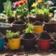garden transformation with 2024 soil amendments