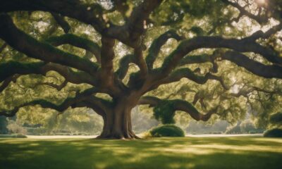 oak tree planting guide