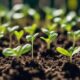 optimal growth for seedlings