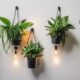 plant sconces for beginners