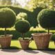 topiary creation in 3 steps