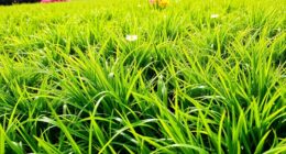 drought resistant low maintenance grasses