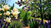 fragrant trees for outdoor spaces