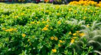 full sun garden covers