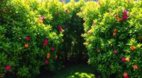 lush privacy shrubs selection