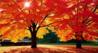 maple trees for autumn color