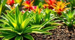 optimal soil choices bromeliads