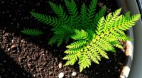 optimal soil for ferns