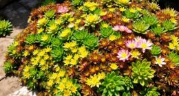 sedum ground covers guide