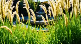 tall grasses for privacy