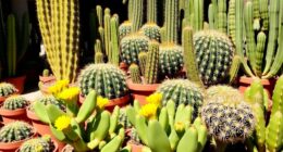 thriving outdoor potted cacti