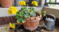 common container gardening mistakes
