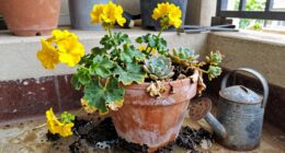 common container gardening mistakes