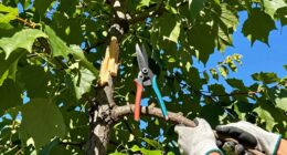 identify what to prune