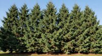 utilize evergreens for stability