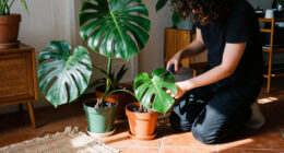 Houseplants Are Getting Bigger, Bolder And Full Of Personality In 2027 – These Are The Trends To Know